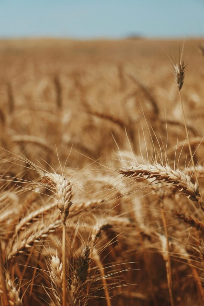 Close-up of ripe wheat in a sunlit field, perfect for agricultural and rural themes.