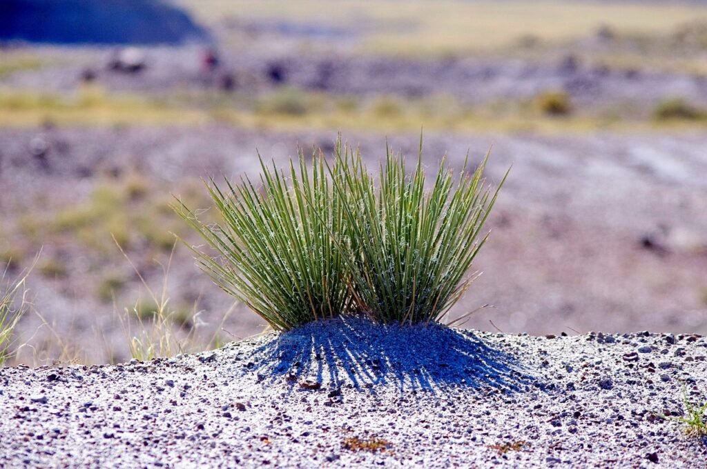 narrow leaf yucca in arizona, yucca, narrow, leaf, nature, desert, arizona, petrified, forest, national park, angustissima, landscape, vegetation, chihuajuan, southwest, american, usa, plant