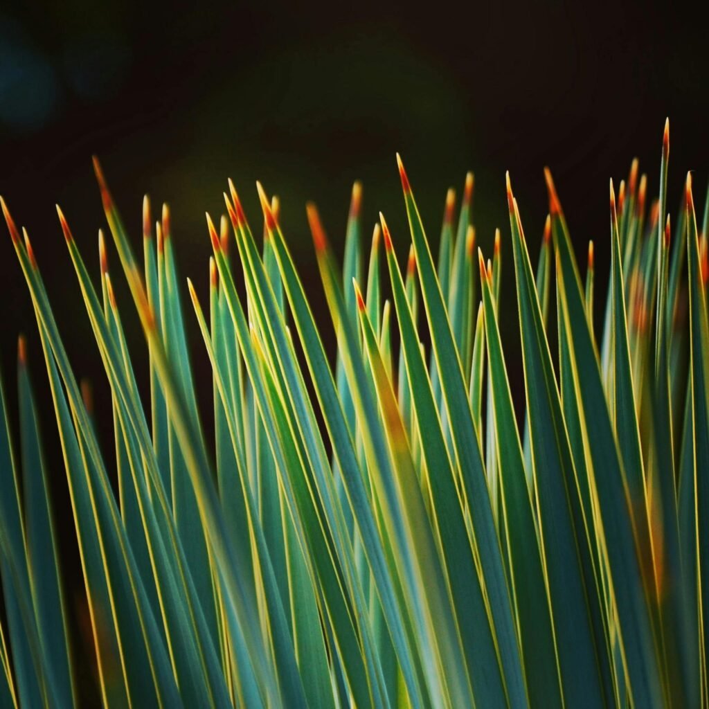 A detailed close-up of lush green leaves with striking red-tipped edges capturing nature's beauty.