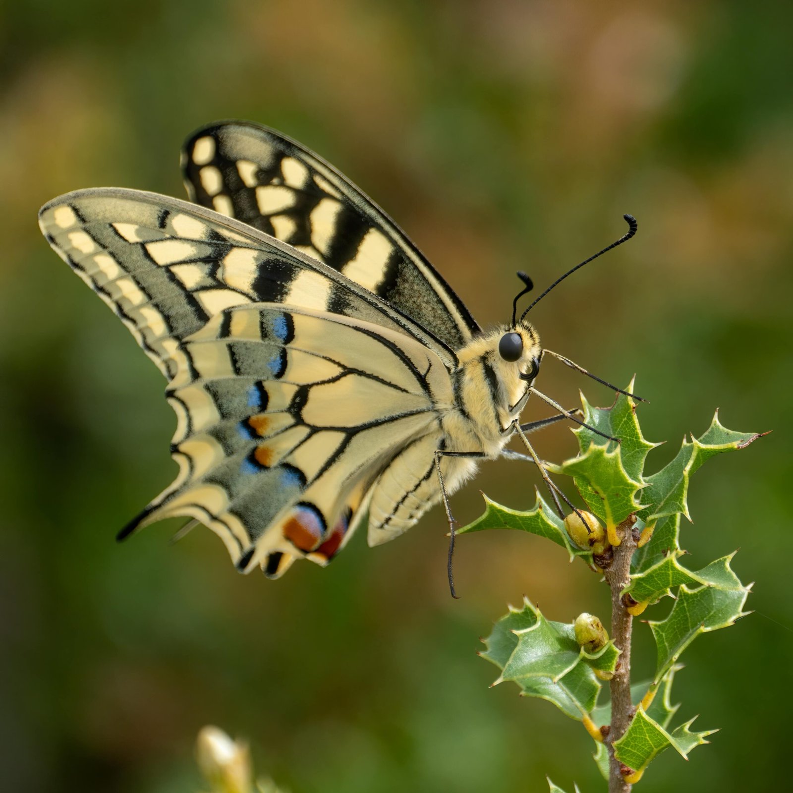 Detailed macro shot of a swallowtail butterfly on foliage in Spain.