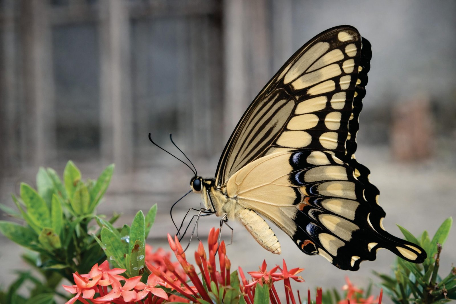 Close-up of a Giant Swallowtail butterfly feeding on red Ixora flowers in Palmas, Brazil.
